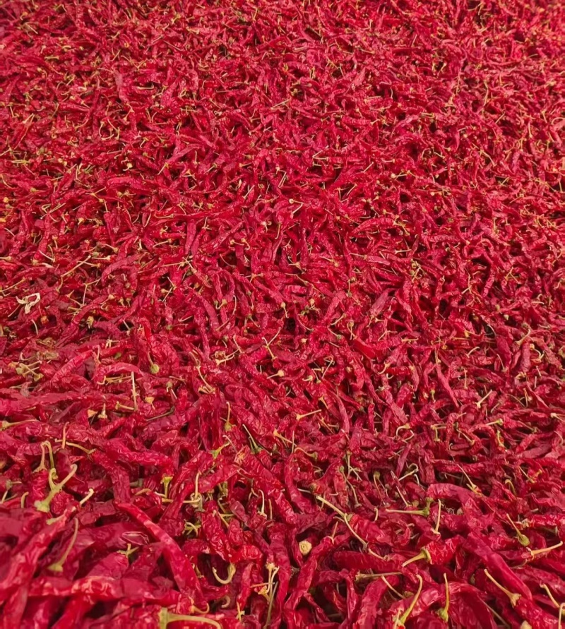 吉林洮南101皱皮辣椒价格美丽产地合作社自产自销，品种齐