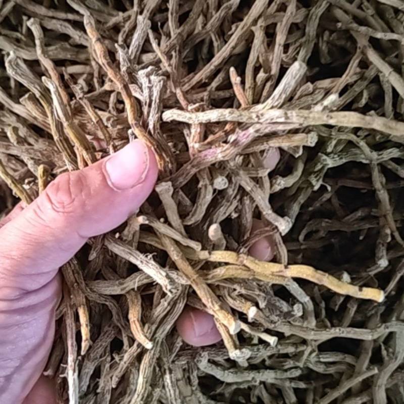 挑选铁皮石斛头年草芽条，
