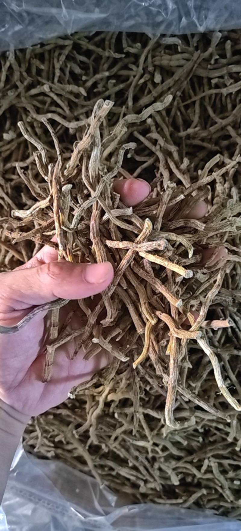 挑选铁皮石斛头年草芽条，