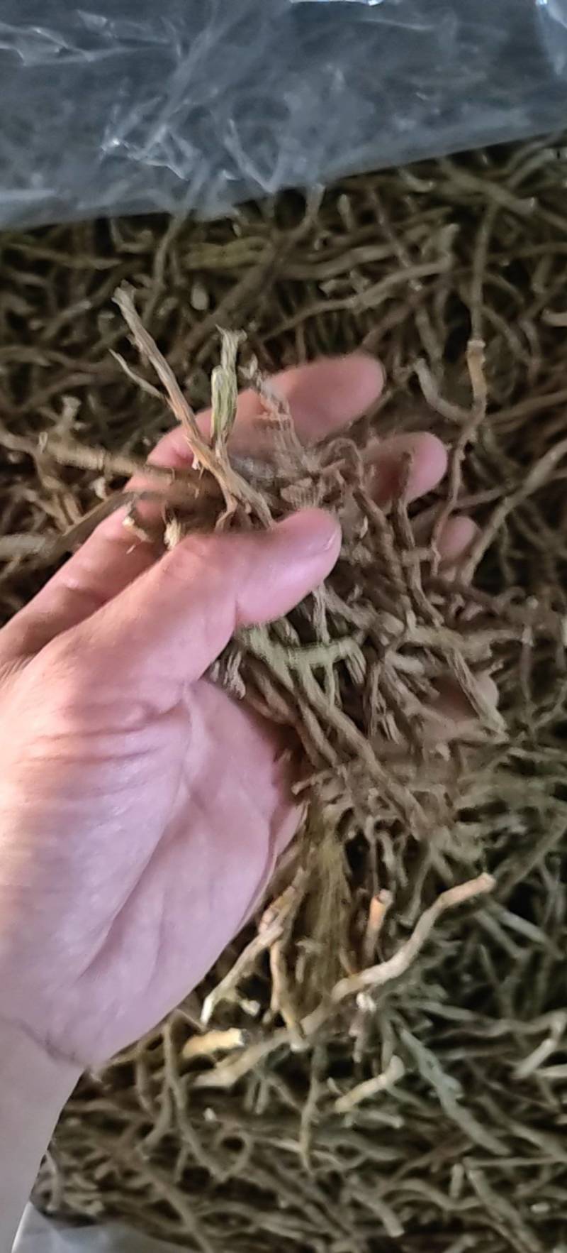 挑选铁皮石斛头年草芽条，