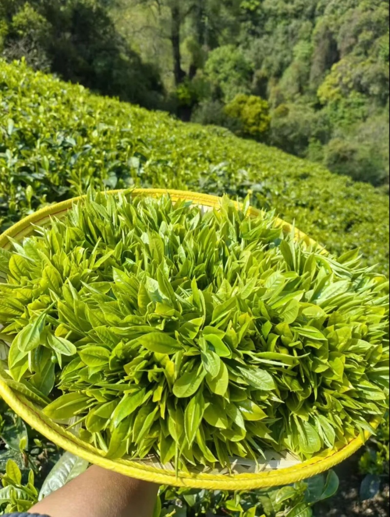 正宗滇红茶源头厂家批发零售一斤也是批发价欢迎选购