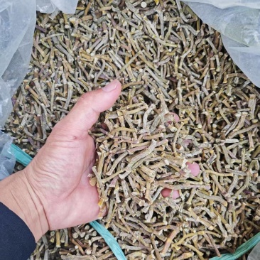 铁皮石斛寸条