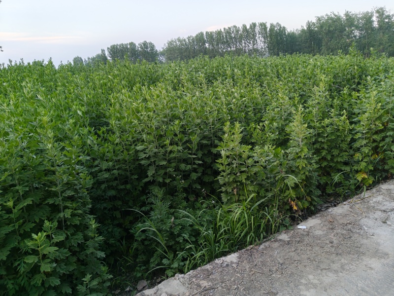 新鲜艾草新鲜上市先到先得价格优惠