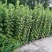 新鲜艾草新鲜上市先到先得价格优惠