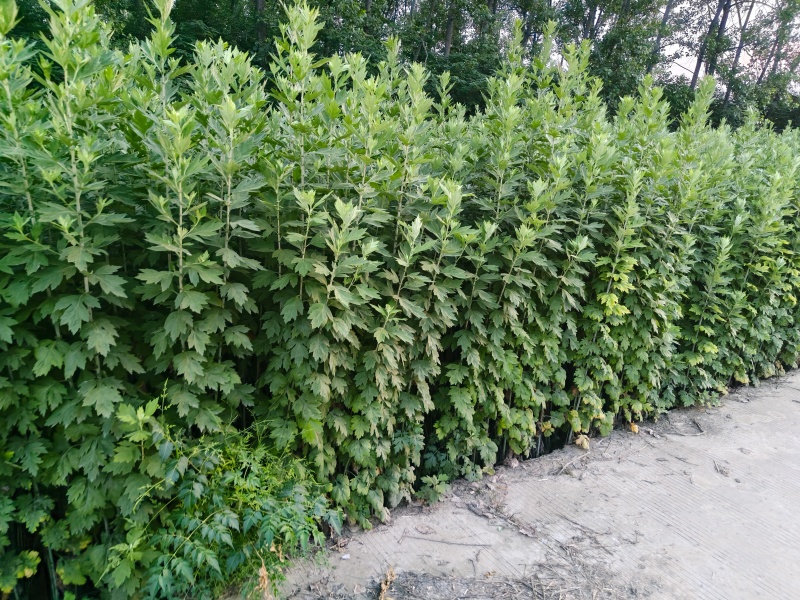 新鲜艾草新鲜上市先到先得价格优惠