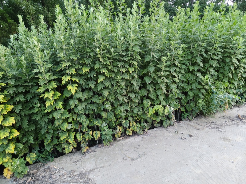 新鲜艾草新鲜上市先到先得价格优惠