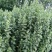 新鲜艾草新鲜上市先到先得价格优惠