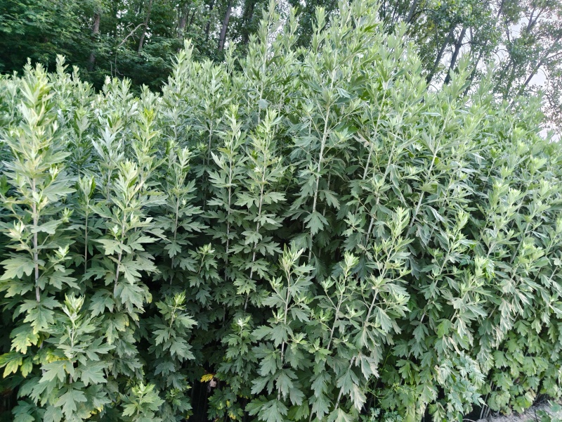 新鲜艾草新鲜上市先到先得价格优惠