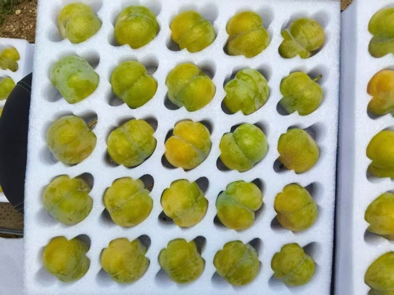 现货正宗六马蜂糖李贵州整箱新鲜应季水果脆甜孕妇李