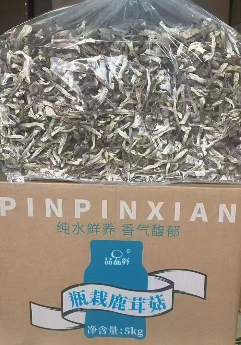 瓶栽鹿茸菇