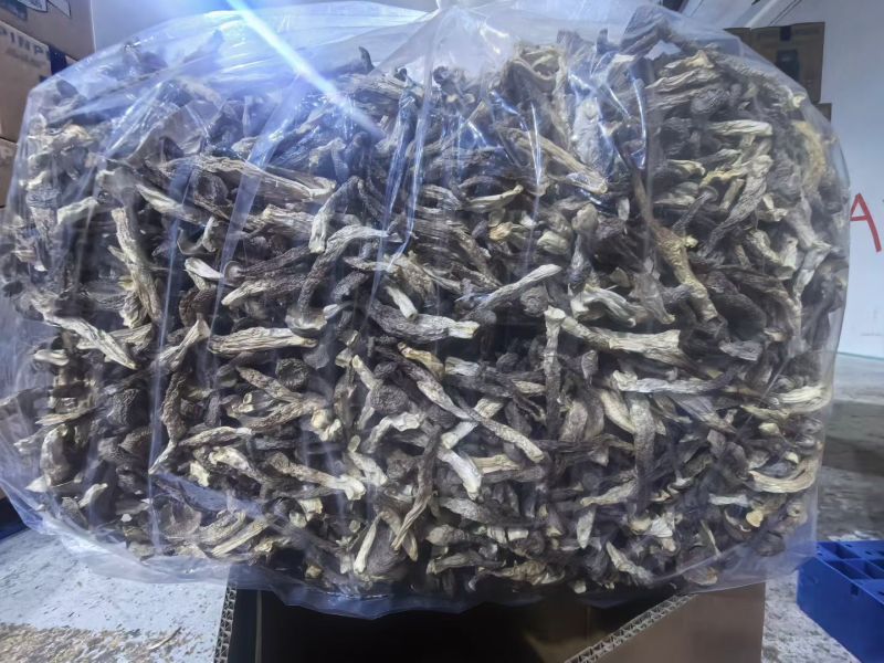 瓶栽鹿茸菇