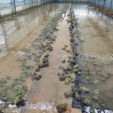 湖南湘西无抗牛蛙4-8两大概一吨，欢迎来实地提货品尝