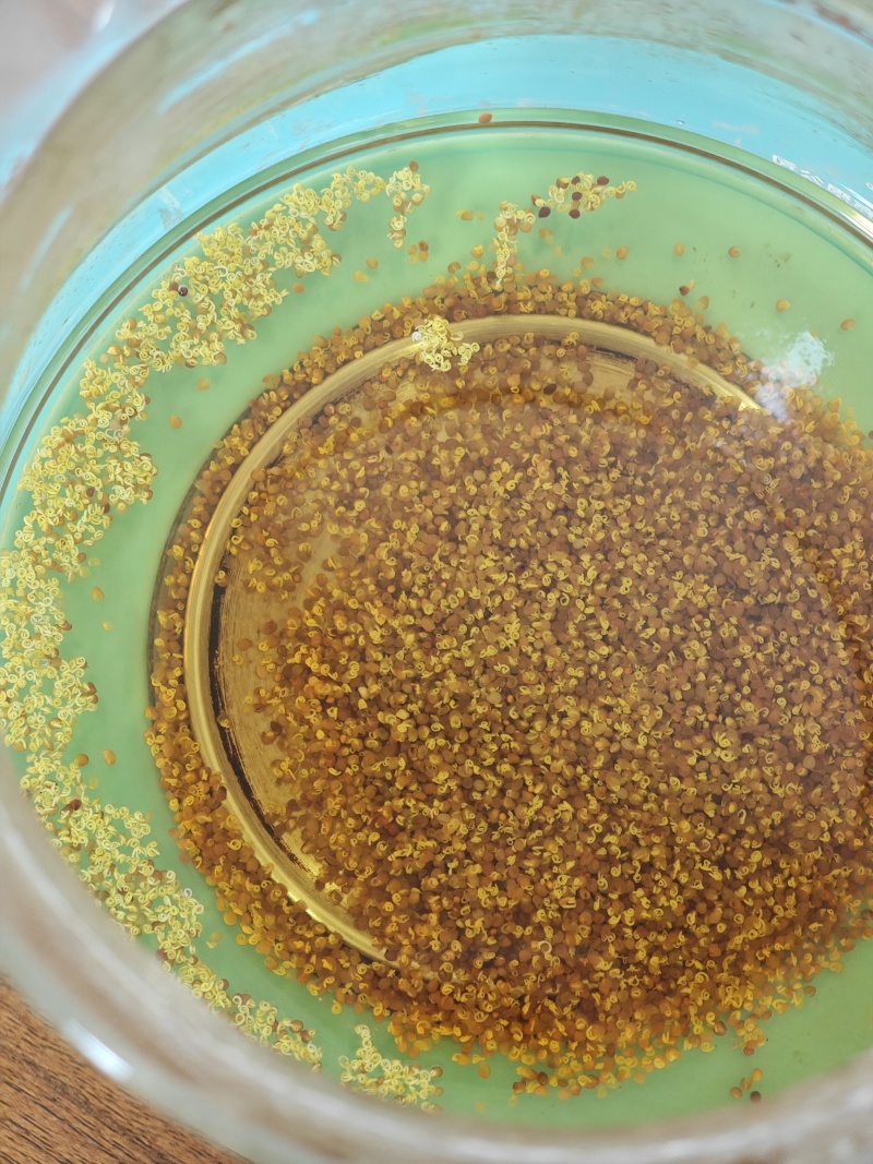 菟丝子吐丝籽内蒙产地精选含量高泡酒泡茶养生滋补中药材