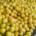 新疆阳霞小白杏