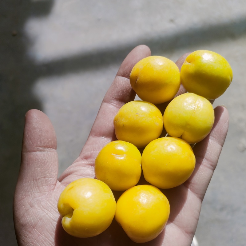 新疆阳霞小白杏