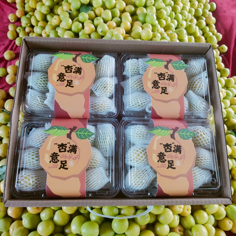 新疆阳霞小白杏