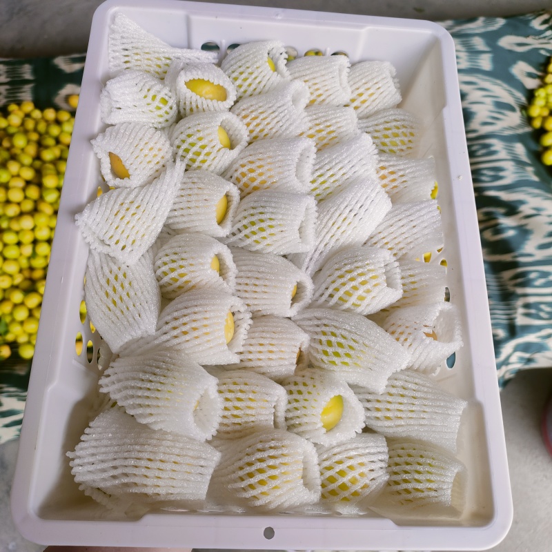 新疆阳霞小白杏