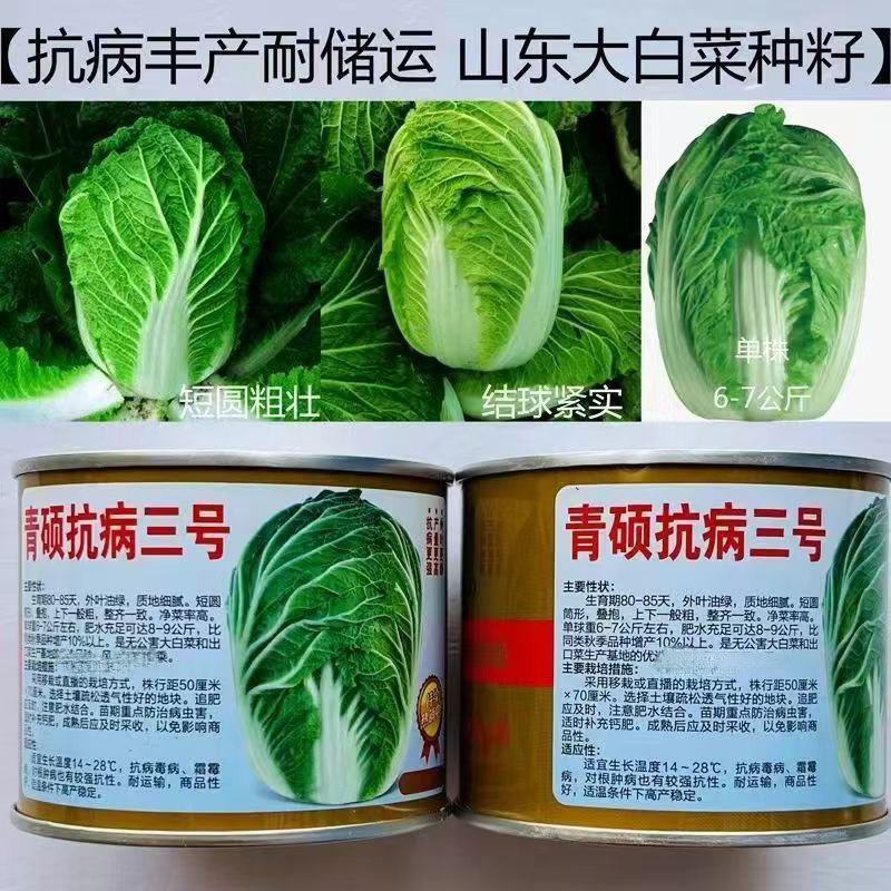 青硕抗病三号大白菜种子高产抗病好吃耐贮运晚熟春秋播大白菜