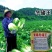 冬储王白菜种子越冬王抗烧心秋季种植叠抱大白菜种子高产抗病