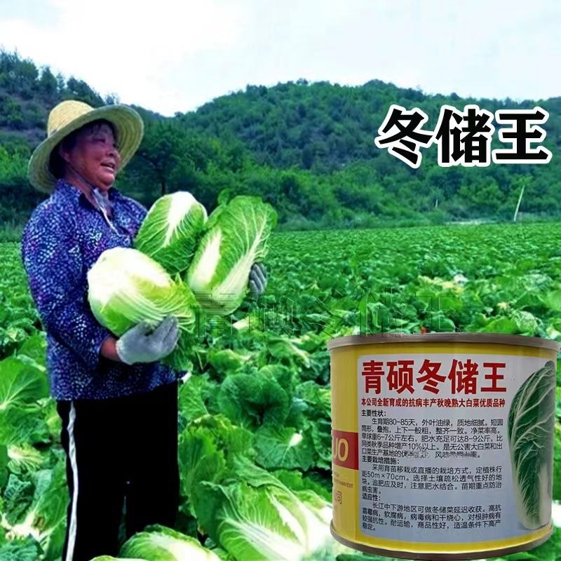 冬储王白菜种子越冬王抗烧心秋季种植叠抱大白菜种子高产抗病