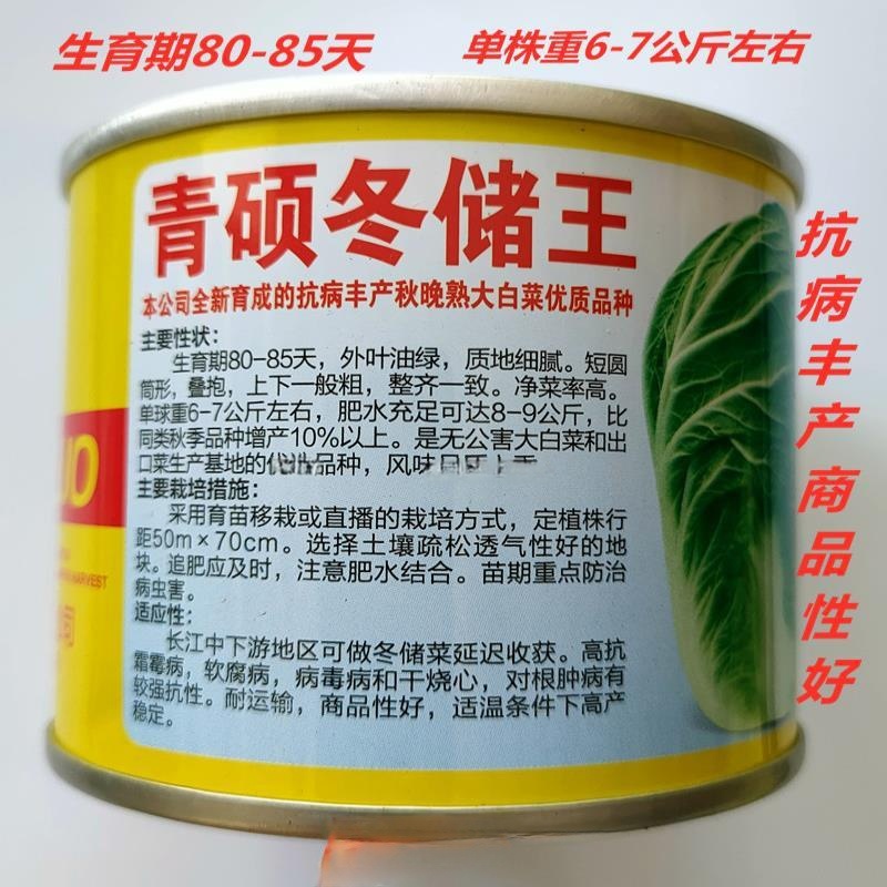 冬储王白菜种子越冬王抗烧心秋季种植叠抱大白菜种子高产抗病