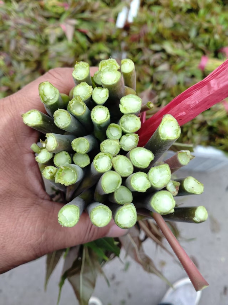 香椿芽儿基地直供