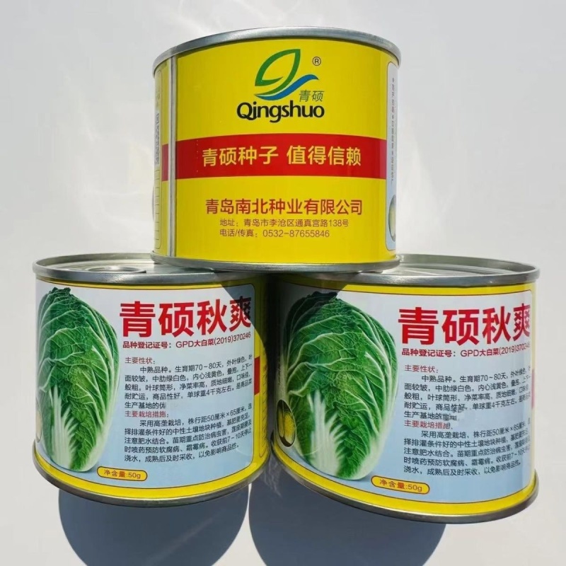 青硕秋爽大白菜种籽中熟耐贮运黄心大白菜种子