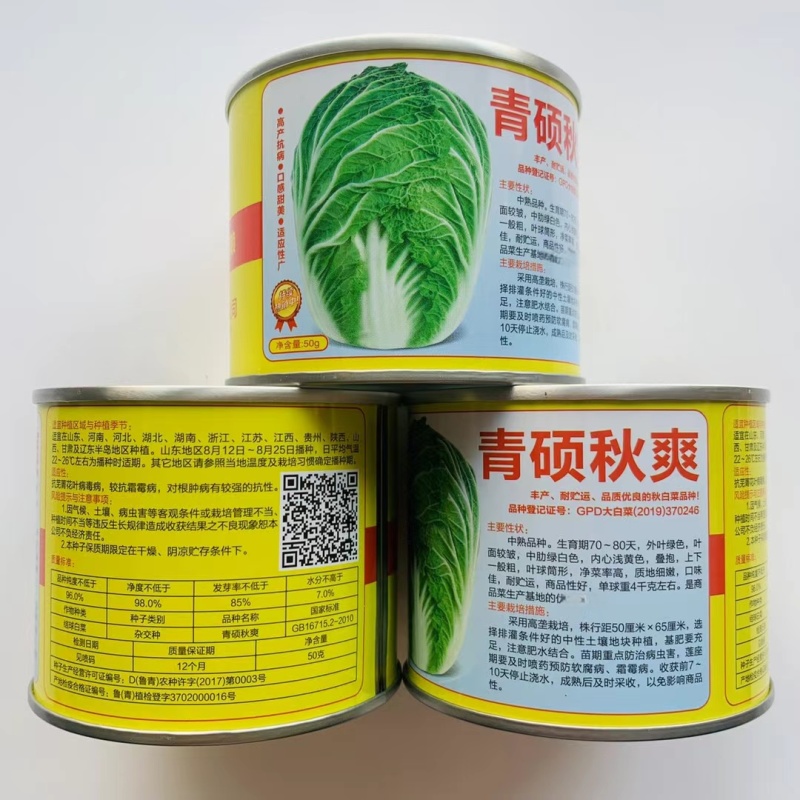 青硕秋爽大白菜种籽中熟耐贮运黄心大白菜种子