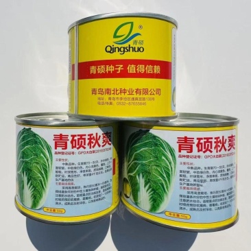 青硕秋爽大白菜种籽中熟耐贮运黄心大白菜种子