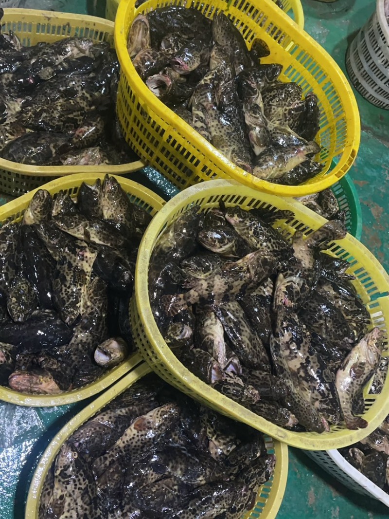 深海石斑