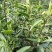 安徽***剂野生绿茶品质保证诚信经营各规格都有