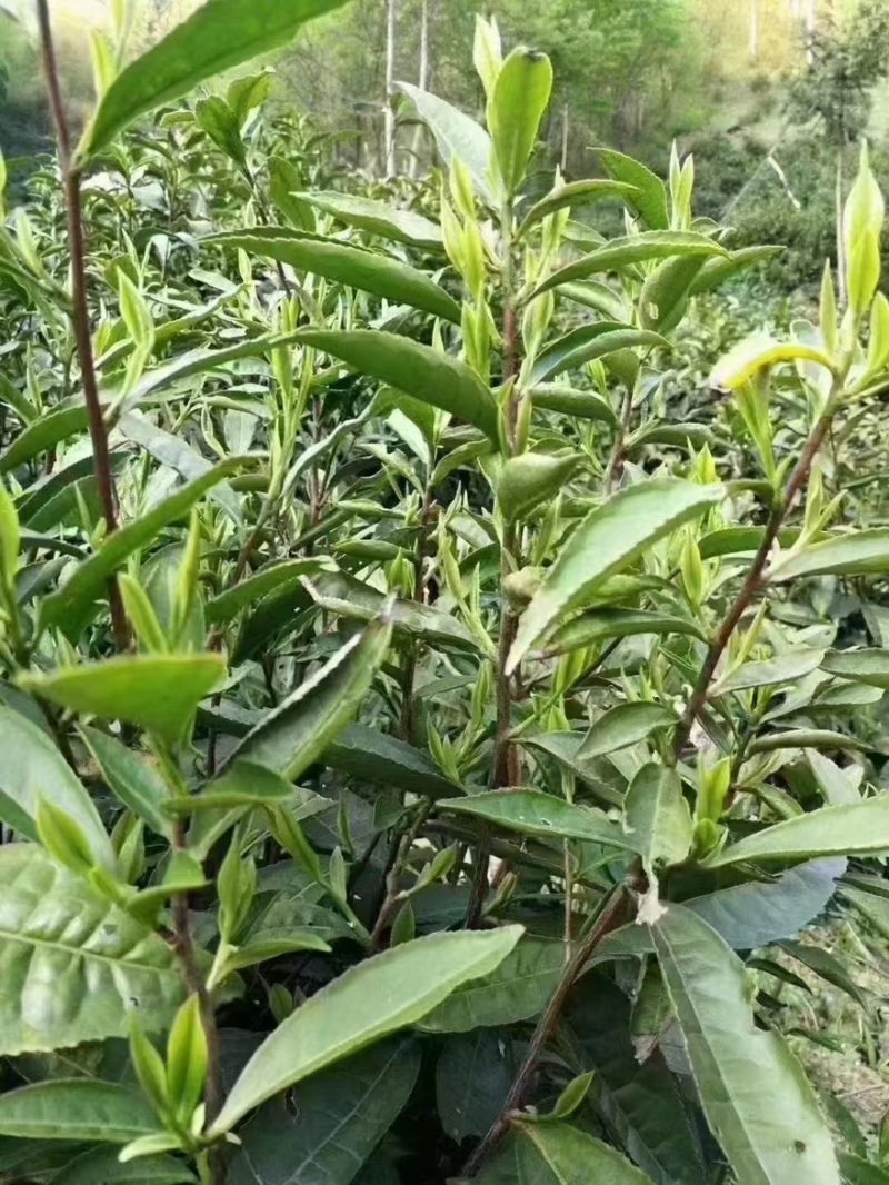 安徽***剂野生绿茶品质保证诚信经营各规格都有