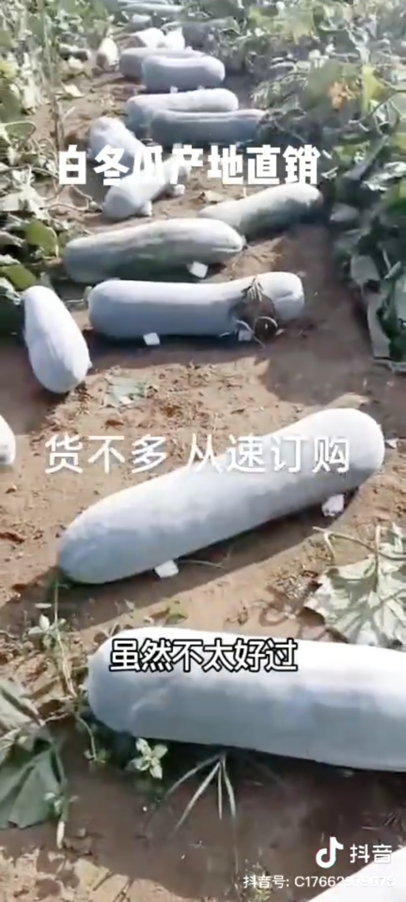 泡沫垫底长白条冬瓜六月底上市