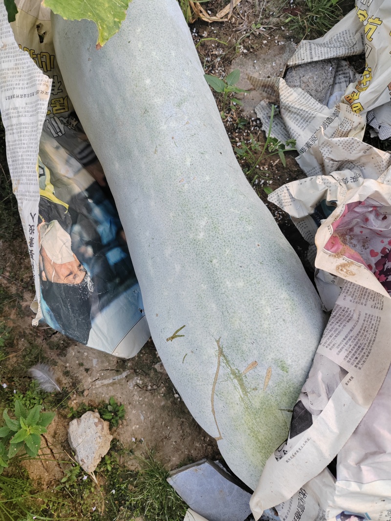 泡沫垫底长白条冬瓜六月底上市