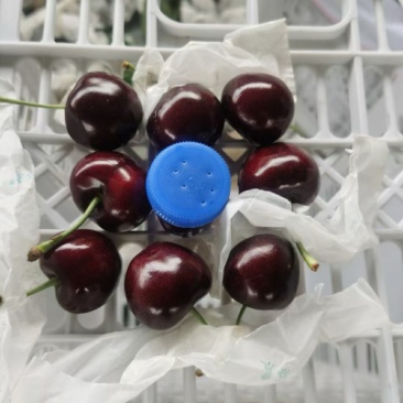 甘肃天水套袋大樱桃大量上市高品质一件代发2/3/5斤