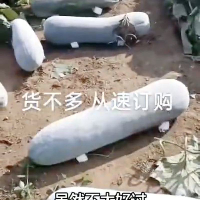 泡沫垫底长白条冬瓜六月底上市