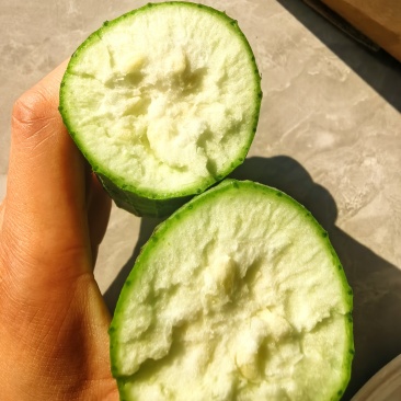 湖北露天种植油皮丝瓜