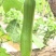 湖北露天种植油皮丝瓜