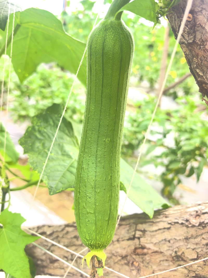 湖北露天种植油皮丝瓜