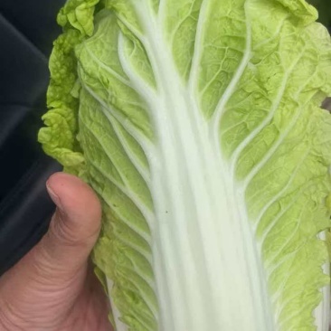 大小精品娃娃菜