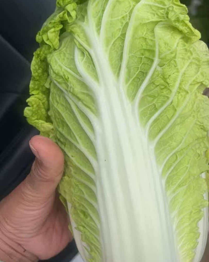大小精品娃娃菜