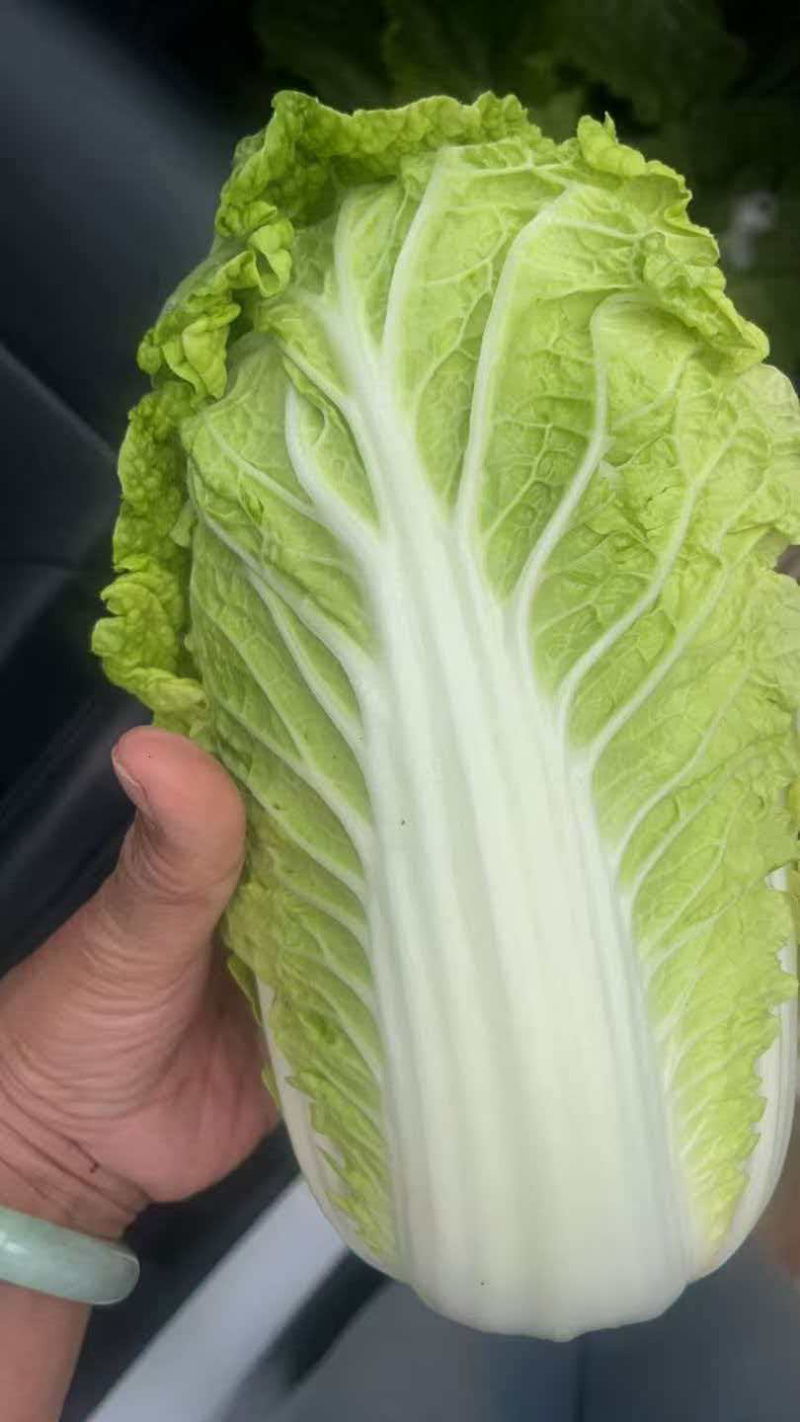 大小精品娃娃菜