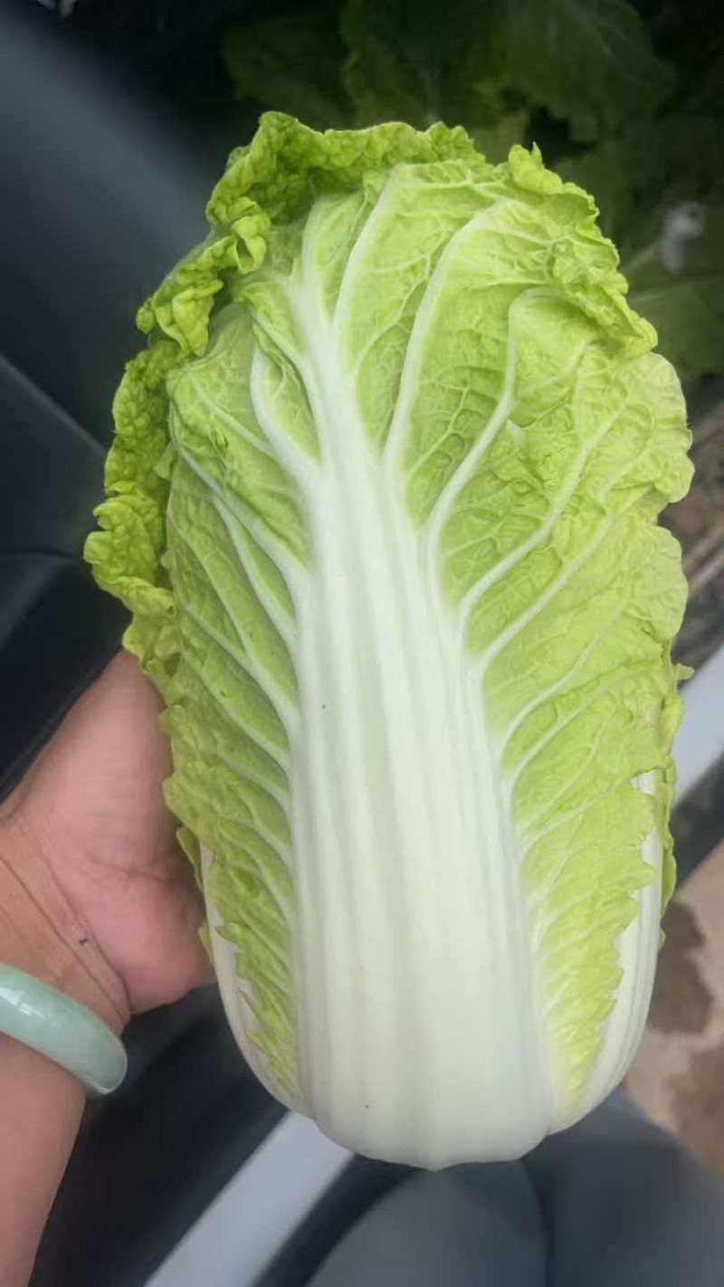 大小精品娃娃菜