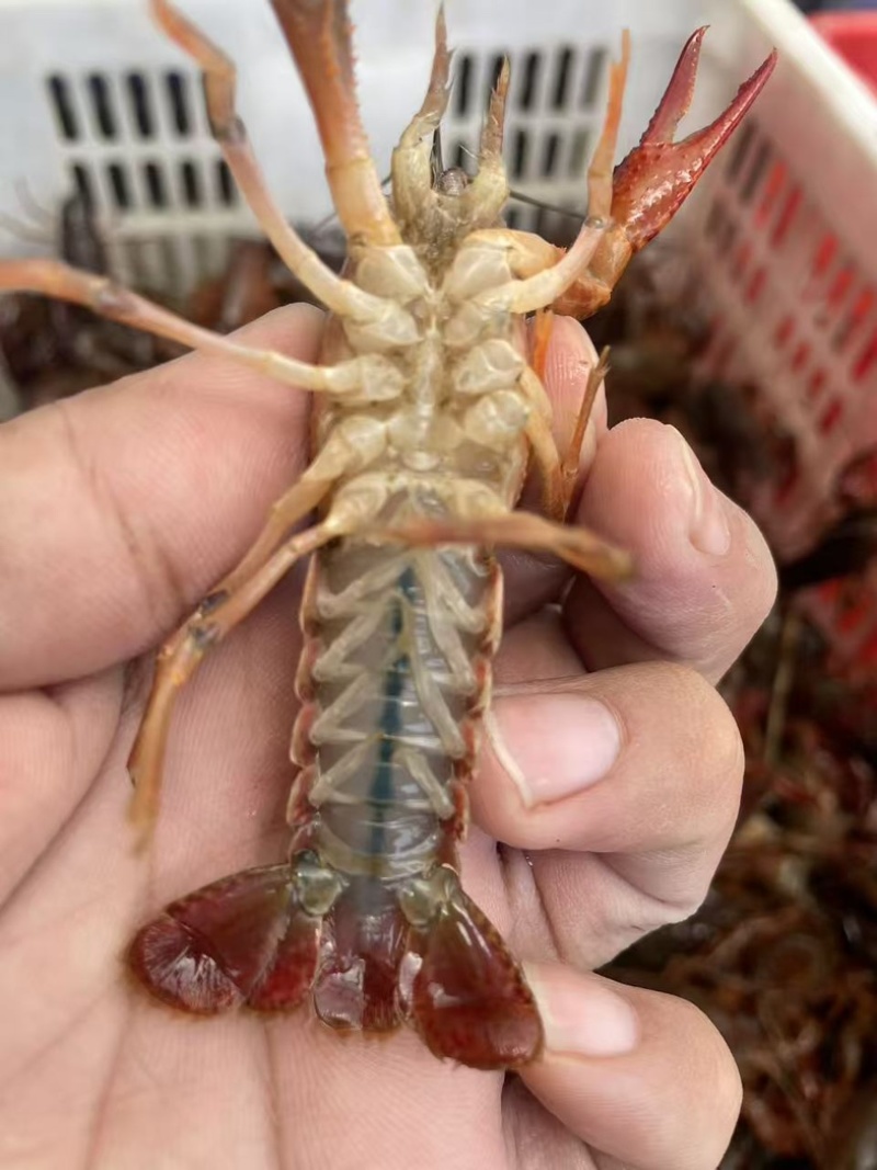 湖北洪湖清水小龙虾大闸蟹一手货源品质保证诚信合作