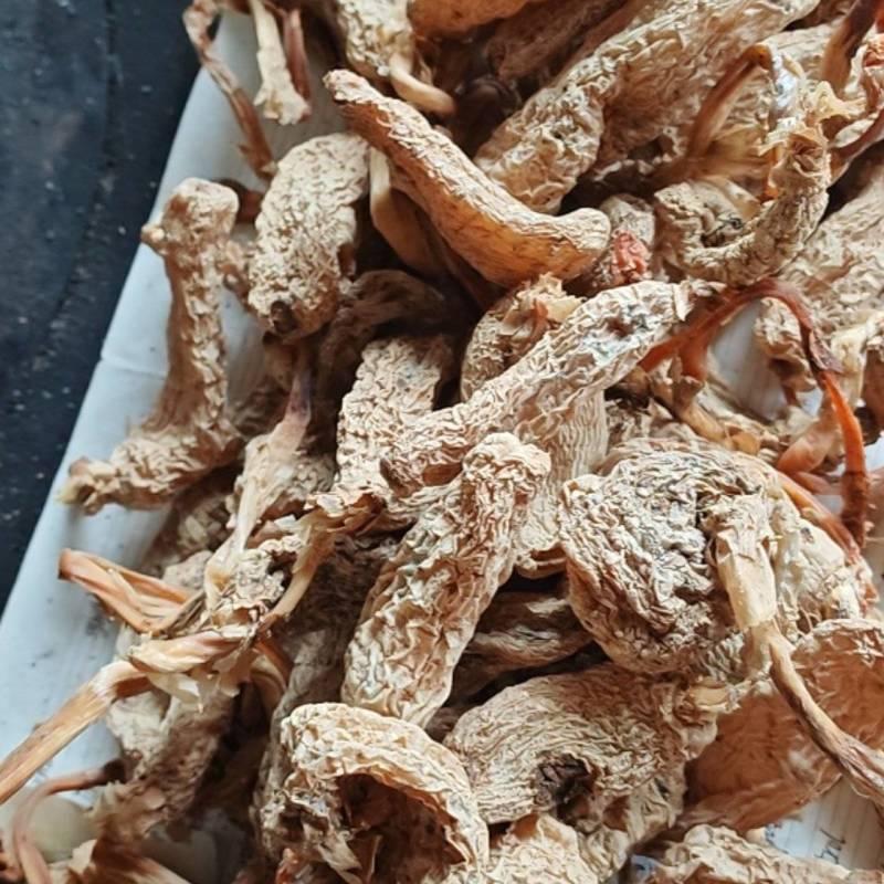 云南昭通乌天麻防野种植