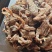 云南昭通乌天麻防野种植