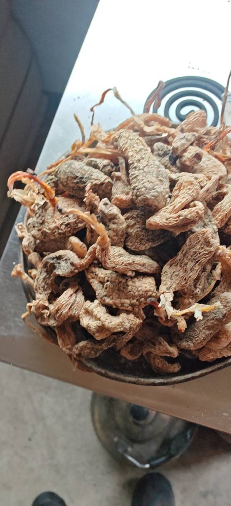 云南昭通乌天麻防野种植