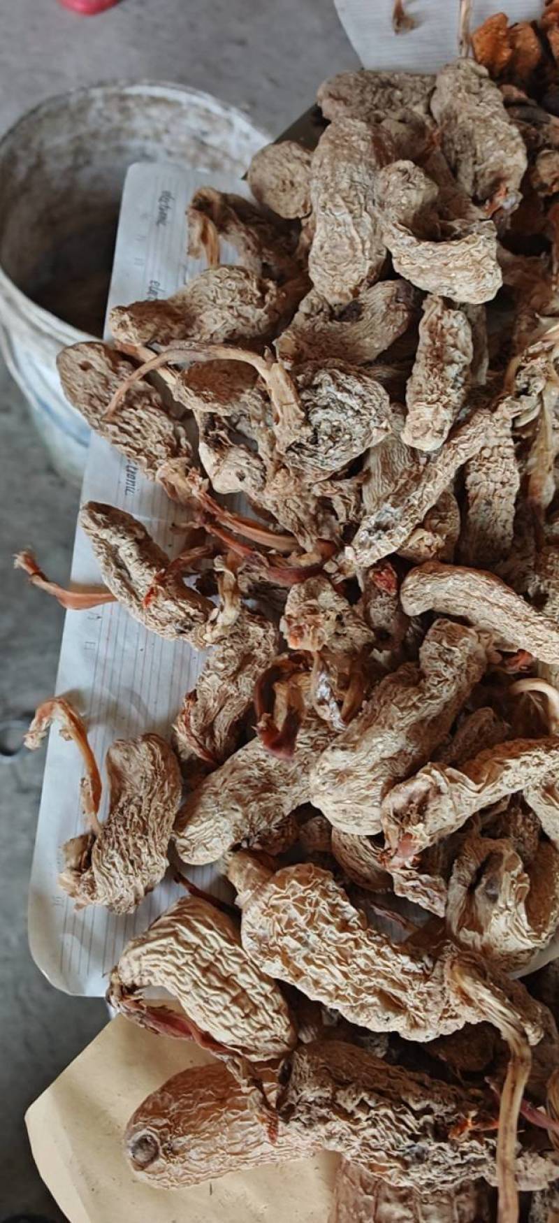 云南昭通乌天麻防野种植