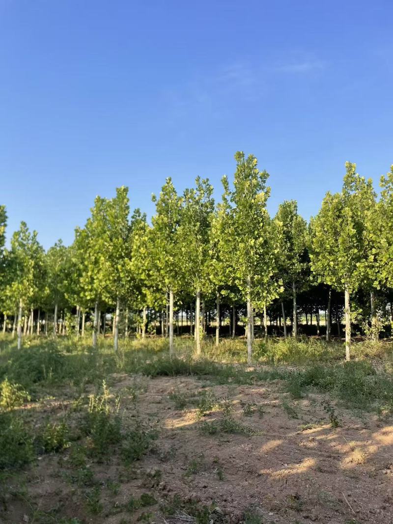 法桐基地常年供应3~30公分的法桐常年大量供应欢迎新老客