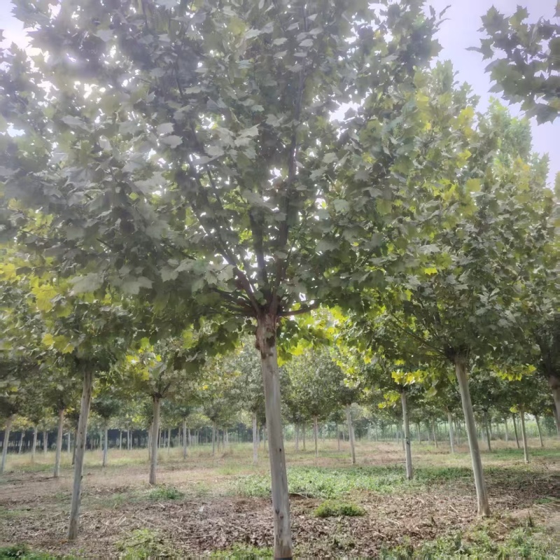 法桐基地常年供应3~30公分的法桐常年大量供应欢迎新老客